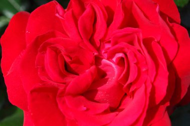 Bahçede kırmızı gül