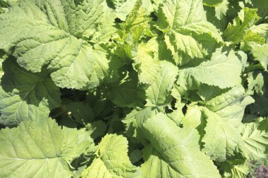 Lahana yapraklarını kapat..