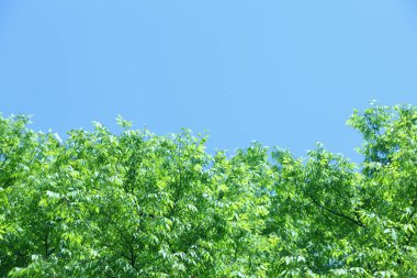 yaprak yeşil ve mavi gökyüzü arka plan