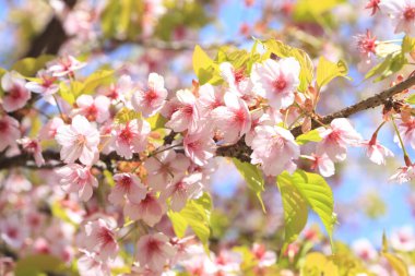Kiraz çiçekleri güzel bir arka plan. 