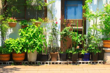 potted plants at the house 