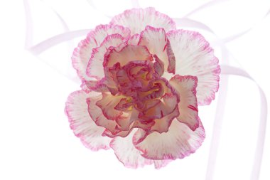 Güzel pembe karanfil çiçeği, yaklaş.