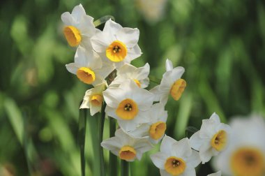 Güzel çiçekler, yakın görüş, bitki konsepti.