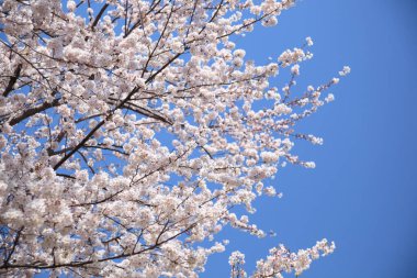 Baharda çiçek açan ağaçlarla ve mavi gökyüzüyle güzel bir manzara.                                      