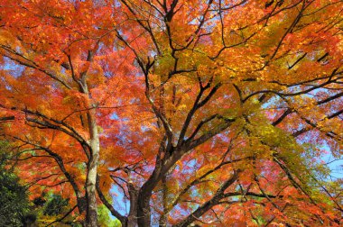 Sonbahar yaprakları, sonbahar bitkileri
