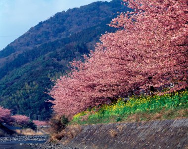 kiraz ağaçları arkaplan görünümü 
