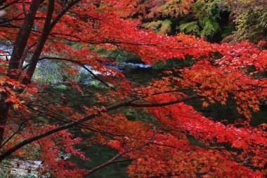 Ağaçlarda renkli yapraklar olan güzel sonbahar manzarası