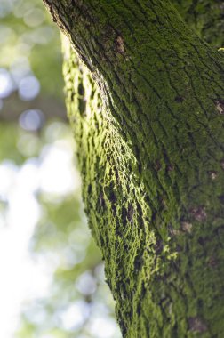 Ağaç gövdesinde yeşil yosun, doğa geçmişi