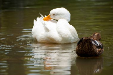 Gölette iki sevimli ördek