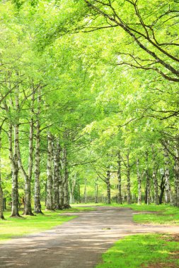 Yeşil bahar ağaçları boyunca toprak yol