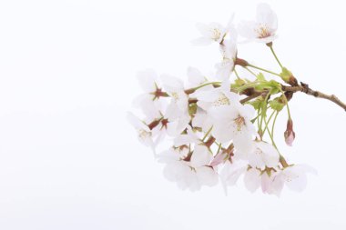 Renkli bahar çiçekleri güneş ışığında çiçek açıyor 