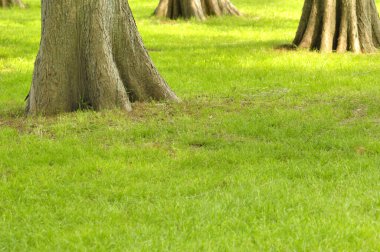 Ormandaki güzel yeşil ağaçlar. yaz günü.