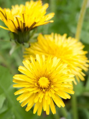 Güzel çiçekler, yakın manzara, yaz konsepti.