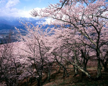 Ormanda bir ağacı olan güzel bir manzara.