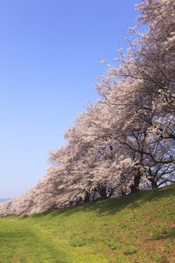 Renkli bahar çiçekleri güneş ışığında çiçek açıyor 
