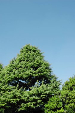 Ormandaki ağaç, bitki örtüsü ve doğa