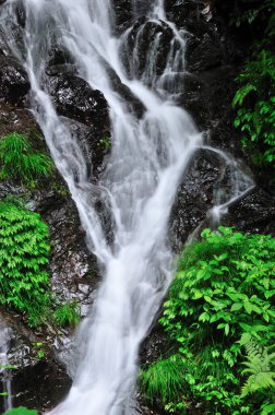 Ormanda büyüleyici bir şelale