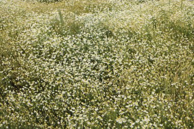 Yaz çayırlarında gün ışığında yeşil bitkiler ve çiçekler 