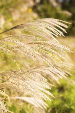 Tarladaki çimlerin yakınına.