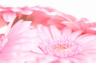 Güzel çiçekler, yakın manzara, yaz konsepti.