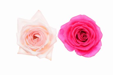 Beyaz arkaplanda izole edilmiş pembe güller 