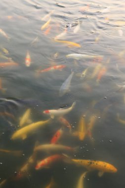 Gölette renkli koi balığı 