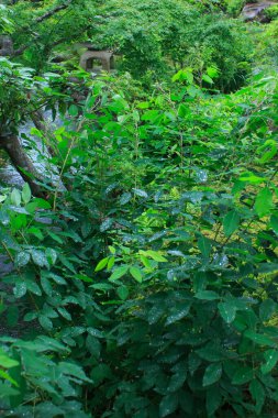 Ormanda yeşil bitkiler