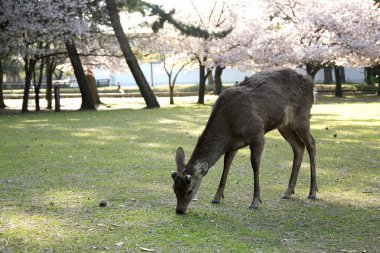 Parktaki genç bir geyiğin portresi.