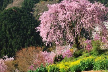 Bahçedeki güzel çiçekler