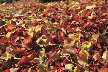 Sonbahar sezonu renkli yaprakları