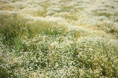 Yaz çayırlarında gün ışığında yeşil bitkiler ve çiçekler 