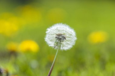 Karahindiba çiçeği yakın görünüm 