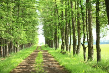 Yeşil bahar ağaçları boyunca toprak yol