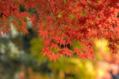 Sonbahar yaprakları, sonbahar bitkileri