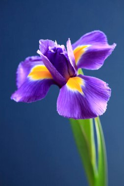 Mavi süsen çiçeği, koyu arkaplanda kapanıyor.