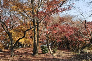 Sonbahar yaprakları ağaçlarda, sonbahar mevsimi