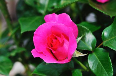 Yaz bahçesindeki güzel pembe gül çiçeğinin yakın plan görüntüsü        