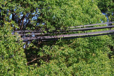 Parktaki elektrik kabloları ve yeşil ağaçlar