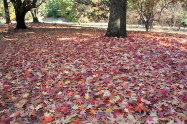 Parkta güzel renkli sonbahar yaprakları