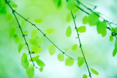 Ağaçta taze bahar yeşili yapraklar. Doğa arkaplanı