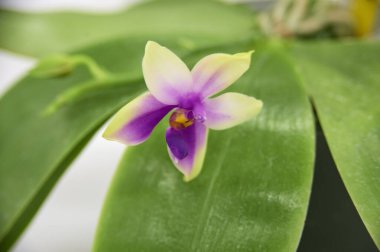 Yeşil yapraklı bir çiçek.