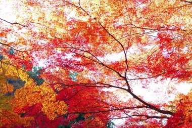 Parkta güneş ışığı altında renkli ağaçlar, sonbaharda doğa arka planı 