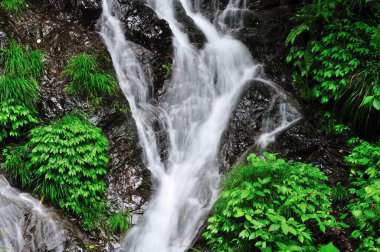 Ormanda güzel bir şelale