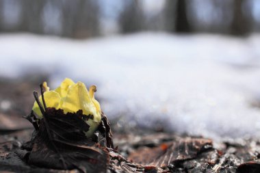 Bahar bahçesinde yetişen taze bitkinin yakın görüntüsü.   