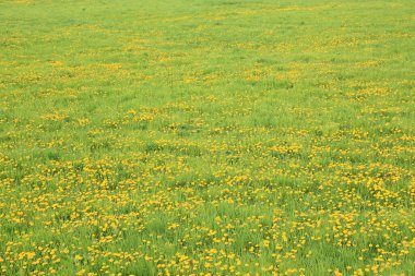Bahçede yabani çiçekler açıyor.