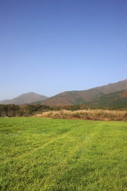 Yeşil çimen ve mavi gökyüzü olan güzel bir manzara.