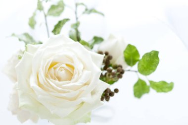 Beyaz arka planda beyaz güller. Düğün kartı. Kopyalama alanı olan üst görünüm.