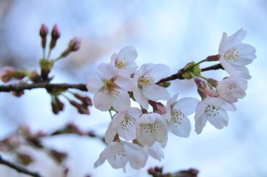 Güzel bahar çiçekleri, mavi gökyüzünde çiçek açan ağaçlar.  