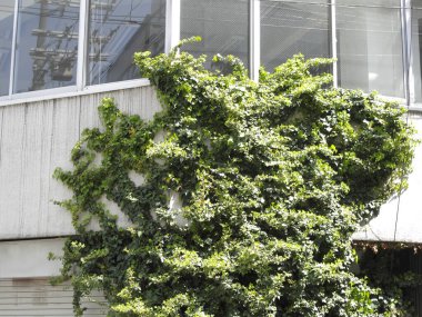 Şehirde yeşil ağaçlı eski bir ev.