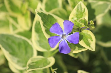 Doğadaki mavi çiçek